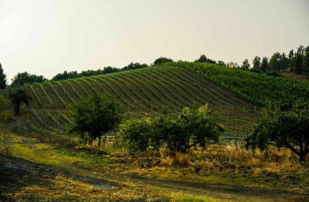 Agriturismo Feudo Tudia Landro 외부 사진
